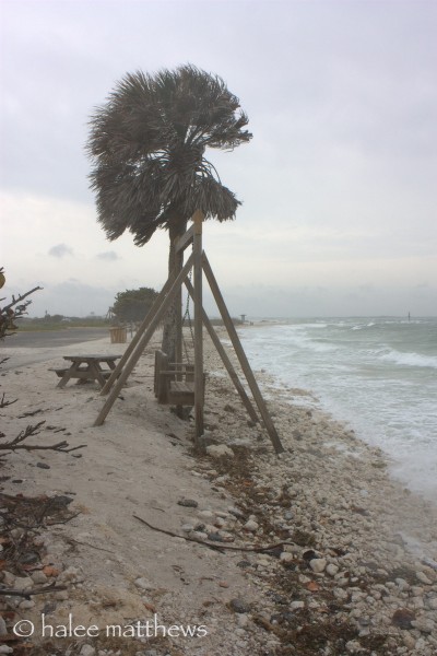 windy beach 2
