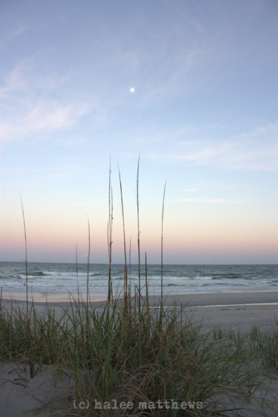 F8 Island beach reeds